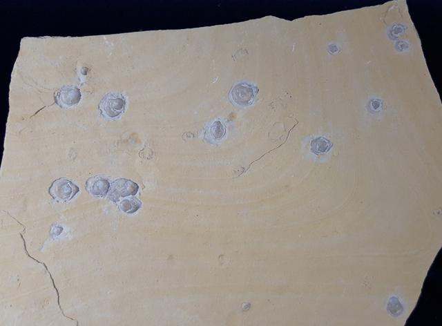 Terebratula sp. MUELLER 1776 - Bild &copy; FossNet FossilienStore